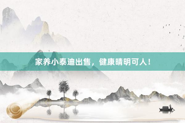家养小泰迪出售，健康晴明可人！